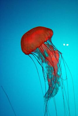 New England Aquarium,Boston