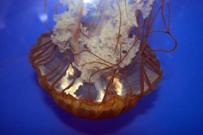 New England Aquarium,Boston
