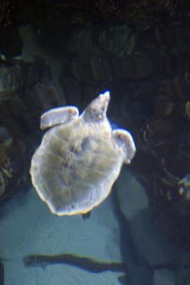 New England Aquarium,Boston