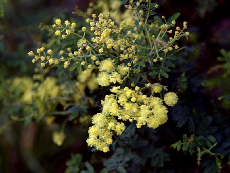 Acacia pubescens