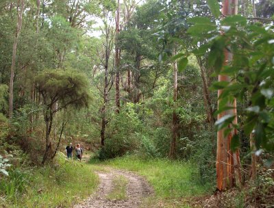 Darling Mills Creek Track  1