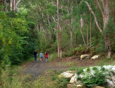 Darling Mills Creek Track  2