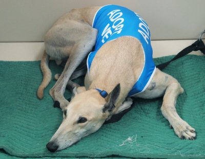Retired greyhound up for adoption