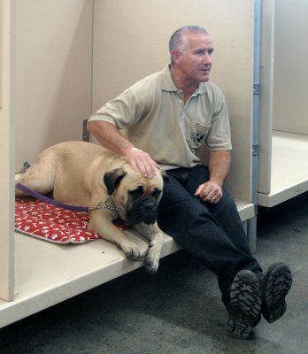Bull mastiff