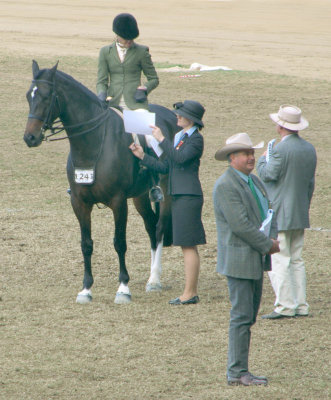 Horse judging  2