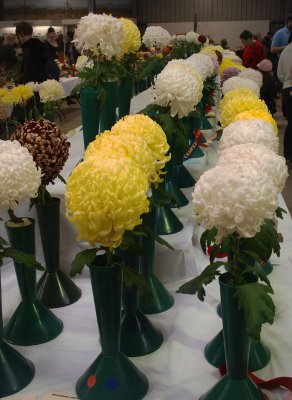 Arrayed chrysanthemums 