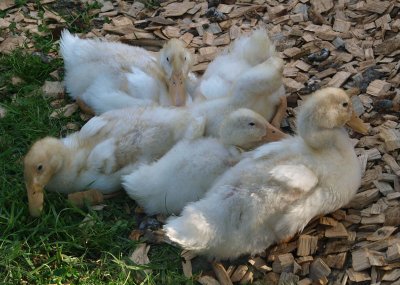 Lotsa little ducks