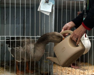 Watering the ducks