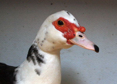 Handsome duck