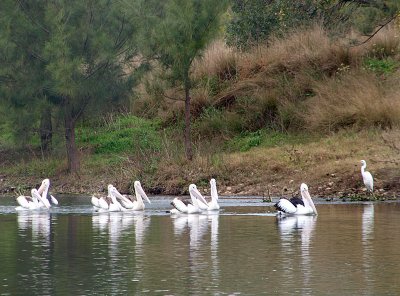 Eight pelicans and one heron