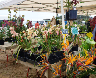 Orchids at Mollymook Market  2