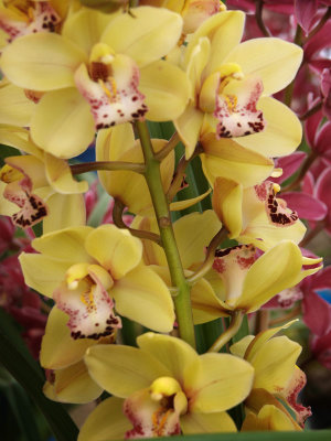 Orchids at Mollymook Market  3