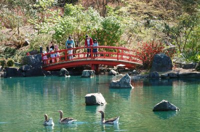 Japanese bridge and visitors