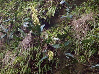 A closer view of the rock lilies