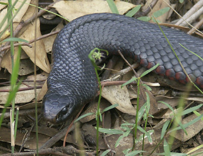 Red-bellied black snake   (Pseudechis porphyriacus)