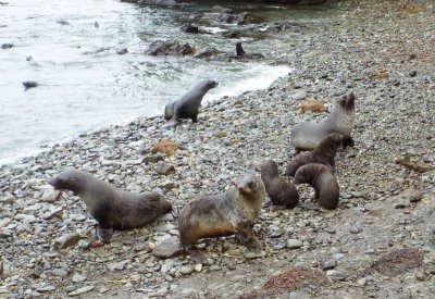 More fur seals on the beach