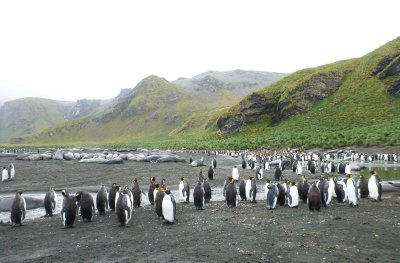 King penguins and elephant seals