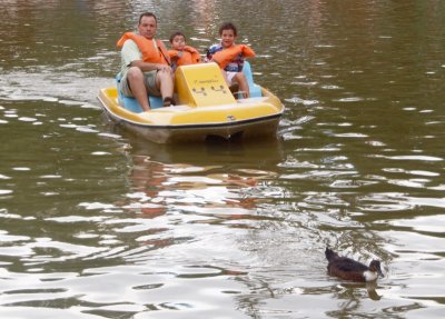 Pedal boats for hire