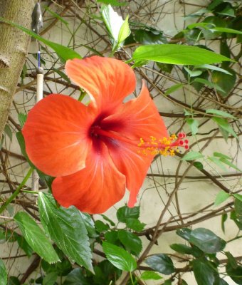 In the courtyard of our B & B