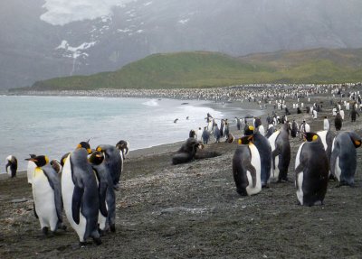 Count the penguins