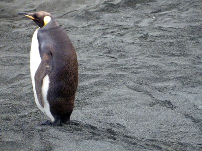 King Penguin and footprints