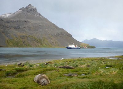 Polar Pioneer in Grytviken Harbour - 2