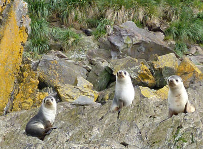 Young fur seals