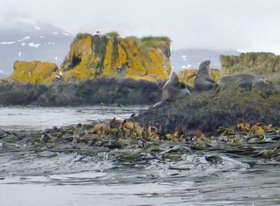 Seals, birds, rocks, kelp
