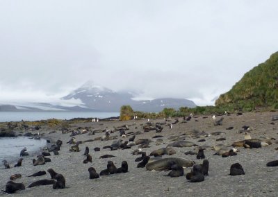 Fur seals and king penguins on the beach