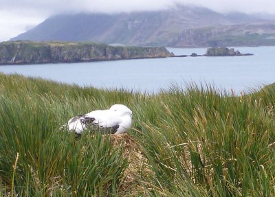Wandering Albatross on nest