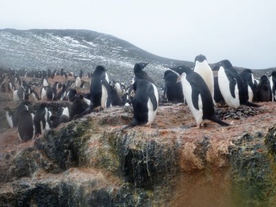 0783: Adelie penguins