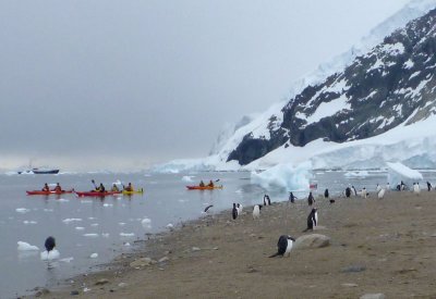 0694: Kayakers and Gentoos