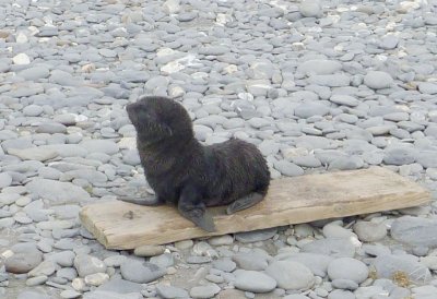 0403: Young fur seal finds a bench seat