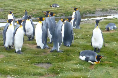0353: Sixteen king penguins