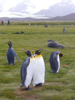 King penguins carefully ignoring tourists