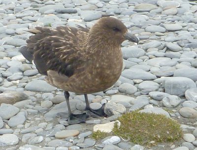 0406: Brown skua