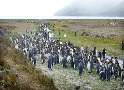 0441: A small river of king penguins
