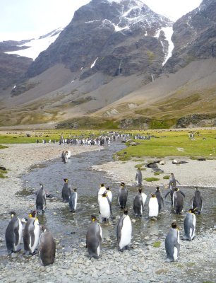 0493: King penguins, fresh water