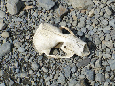 Seal skull