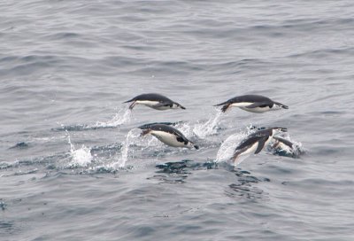 Chinstrap penguins flying