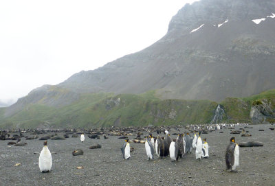 King Penguins and Fur Seals