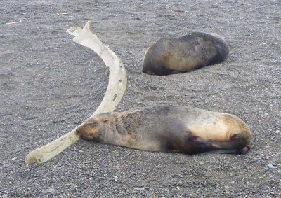 Fur seals and a whale bone