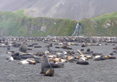 Lots and lots of fur seals