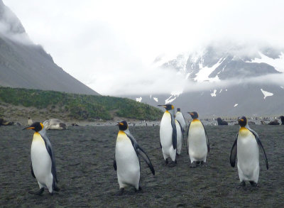 King penguins out for a walk on the beach