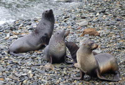 Fur seals on the beach