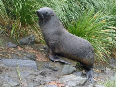 Fur seal  on the penguin path