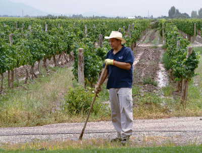 Vineyard worker