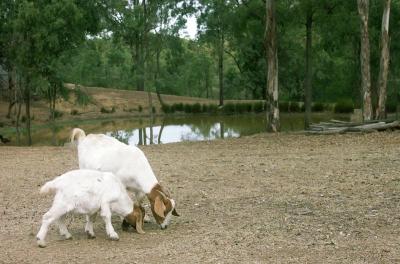 Goats at Freemans Reach