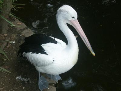 Pelican at Taronga Park Zoo