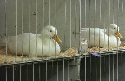 Two ducks (2006)